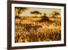 Cheetah walking through long grass at sunrise, Tanzania-Nick Garbutt-Framed Photographic Print