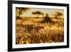 Cheetah walking through long grass at sunrise, Tanzania-Nick Garbutt-Framed Photographic Print