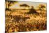 Cheetah walking through long grass at sunrise, Tanzania-Nick Garbutt-Mounted Photographic Print