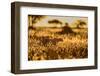 Cheetah walking through long grass at sunrise, Tanzania-Nick Garbutt-Framed Photographic Print