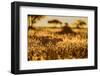 Cheetah walking through long grass at sunrise, Tanzania-Nick Garbutt-Framed Photographic Print