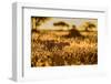 Cheetah walking through long grass at sunrise, Tanzania-Nick Garbutt-Framed Photographic Print