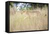 Cheetah Walking Through Tall Grass, Amani Lodge, Near Windhoek, Namibia, Africa-Lee Frost-Framed Stretched Canvas