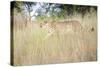 Cheetah Walking Through Tall Grass, Amani Lodge, Near Windhoek, Namibia, Africa-Lee Frost-Stretched Canvas