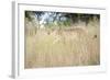 Cheetah Walking Through Tall Grass, Amani Lodge, Near Windhoek, Namibia, Africa-Lee Frost-Framed Photographic Print