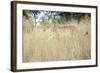 Cheetah Walking Through Tall Grass, Amani Lodge, Near Windhoek, Namibia, Africa-Lee Frost-Framed Photographic Print