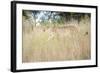 Cheetah Walking Through Tall Grass, Amani Lodge, Near Windhoek, Namibia, Africa-Lee Frost-Framed Photographic Print