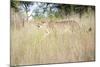 Cheetah Walking Through Tall Grass, Amani Lodge, Near Windhoek, Namibia, Africa-Lee Frost-Mounted Photographic Print