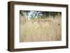 Cheetah Walking Through Tall Grass, Amani Lodge, Near Windhoek, Namibia, Africa-Lee Frost-Framed Photographic Print