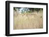 Cheetah Walking Through Tall Grass, Amani Lodge, Near Windhoek, Namibia, Africa-Lee Frost-Framed Photographic Print