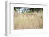 Cheetah Walking Through Tall Grass, Amani Lodge, Near Windhoek, Namibia, Africa-Lee Frost-Framed Photographic Print