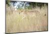 Cheetah Walking Through Tall Grass, Amani Lodge, Near Windhoek, Namibia, Africa-Lee Frost-Mounted Photographic Print