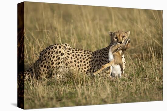 Cheetah with Baby Thomson's Gazelle-null-Stretched Canvas