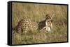 Cheetah with Baby Thomson's Gazelle-null-Framed Stretched Canvas
