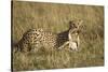 Cheetah with Baby Thomson's Gazelle-null-Stretched Canvas
