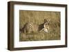 Cheetah with Baby Thomson's Gazelle-null-Framed Premium Photographic Print