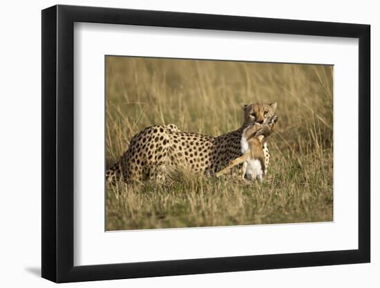 Cheetah with Baby Thomson's Gazelle-null-Framed Premium Photographic Print