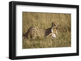 Cheetah with Baby Thomson's Gazelle-null-Framed Premium Photographic Print