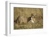 Cheetah with Baby Thomson's Gazelle-null-Framed Premium Photographic Print