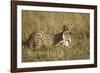Cheetah with Baby Thomson's Gazelle-null-Framed Photographic Print