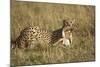 Cheetah with Baby Thomson's Gazelle-null-Mounted Photographic Print