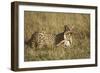 Cheetah with Baby Thomson's Gazelle-null-Framed Photographic Print