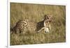 Cheetah with Baby Thomson's Gazelle-null-Framed Photographic Print