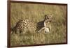 Cheetah with Baby Thomson's Gazelle-null-Framed Photographic Print