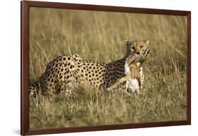 Cheetah with Baby Thomson's Gazelle-null-Framed Photographic Print