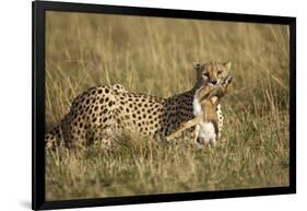 Cheetah with Baby Thomson's Gazelle-null-Framed Photographic Print