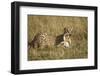 Cheetah with Baby Thomson's Gazelle-null-Framed Photographic Print