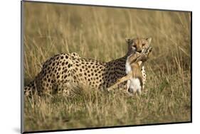 Cheetah with Baby Thomson's Gazelle-null-Mounted Photographic Print