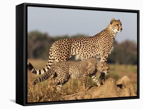 Cheetah with Cub (Acinonyx Jubatus), Phinda Private Game Reserve, Kwazulu Natal, South Africa-Ann & Steve Toon-Framed Stretched Canvas