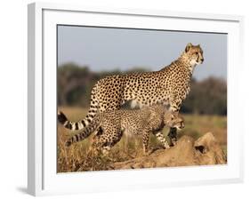 Cheetah with Cub (Acinonyx Jubatus), Phinda Private Game Reserve, Kwazulu Natal, South Africa-Ann & Steve Toon-Framed Photographic Print