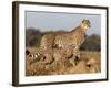 Cheetah with Cub (Acinonyx Jubatus), Phinda Private Game Reserve, Kwazulu Natal, South Africa-Ann & Steve Toon-Framed Photographic Print