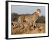 Cheetah with Cub (Acinonyx Jubatus), Phinda Private Game Reserve, Kwazulu Natal, South Africa-Ann & Steve Toon-Framed Photographic Print