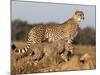 Cheetah with Cub (Acinonyx Jubatus), Phinda Private Game Reserve, Kwazulu Natal, South Africa-Ann & Steve Toon-Mounted Photographic Print