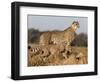 Cheetah with Cub (Acinonyx Jubatus), Phinda Private Game Reserve, Kwazulu Natal, South Africa-Ann & Steve Toon-Framed Photographic Print