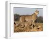 Cheetah with Cub (Acinonyx Jubatus), Phinda Private Game Reserve, Kwazulu Natal, South Africa-Ann & Steve Toon-Framed Photographic Print