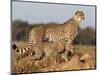 Cheetah with Cub (Acinonyx Jubatus), Phinda Private Game Reserve, Kwazulu Natal, South Africa-Ann & Steve Toon-Mounted Photographic Print