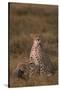 Cheetah with Cub-DLILLC-Stretched Canvas