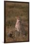 Cheetah with Cub-DLILLC-Framed Photographic Print