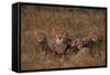 Cheetah with Cubs in Grass-DLILLC-Framed Stretched Canvas