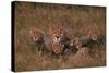 Cheetah with Cubs in Grass-DLILLC-Stretched Canvas