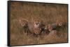 Cheetah with Cubs in Grass-DLILLC-Framed Stretched Canvas