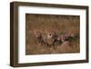 Cheetah with Cubs in Grass-DLILLC-Framed Photographic Print