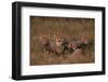 Cheetah with Cubs in Grass-DLILLC-Framed Photographic Print