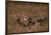 Cheetah with Cubs in Grass-DLILLC-Framed Photographic Print