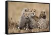 Cheetah with Cubs in Masai Mara National Reserve-Paul Souders-Framed Stretched Canvas