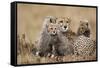 Cheetah with Cubs in Masai Mara National Reserve-Paul Souders-Framed Stretched Canvas